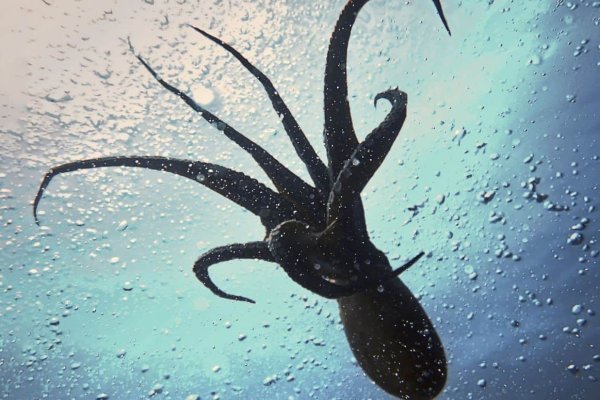 Качественные сервисы на кракен онлайн